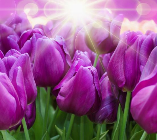 Фотошпалери фіолетові тюльпани 21303