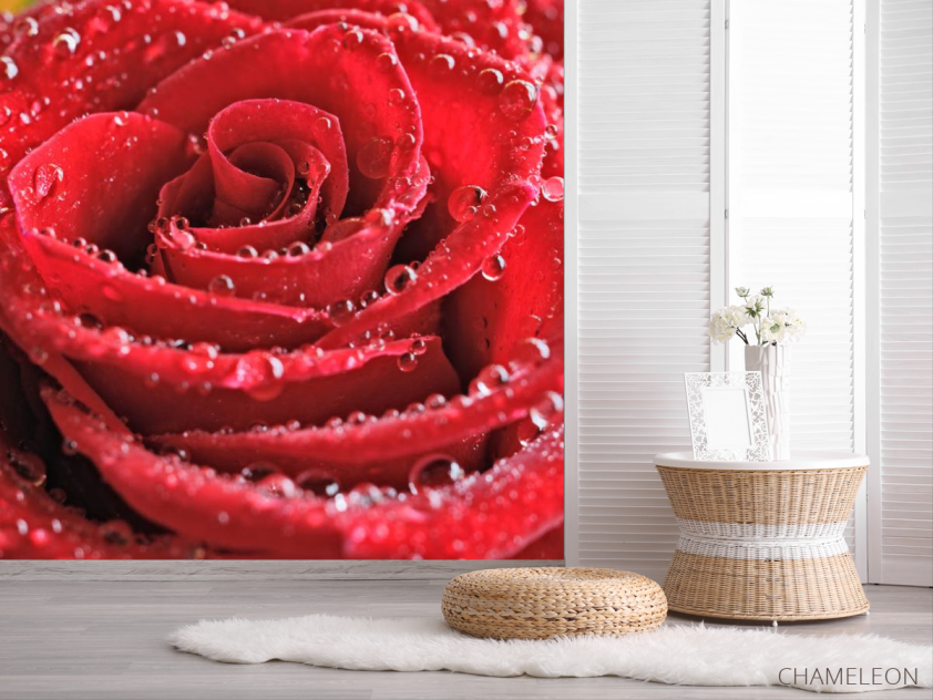 Фотошпалери Бутон червоної троянди - 2
