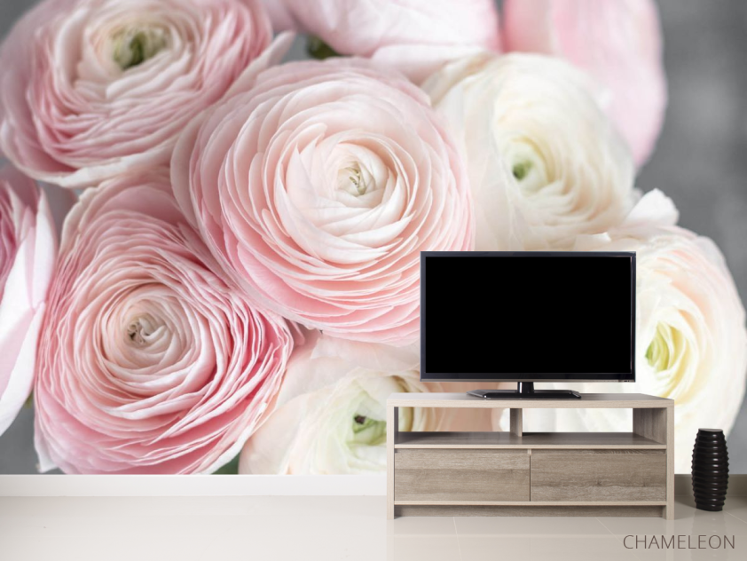 Фотообои Розовые рунункюлусы - 2