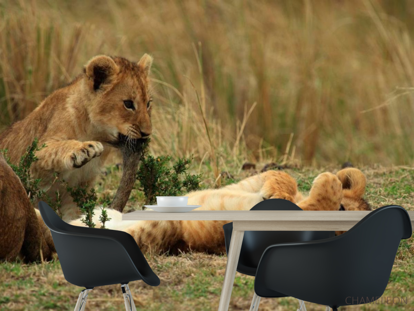 Фотошпалери Ігри левенят - 1