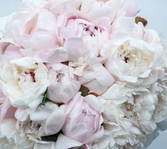 Фотообои большой пион из пионов Фотообои большой пион из пионов 21273