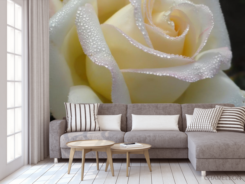 Фотообои белая роза с каплями - 3