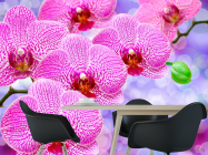 Фотообои Орхидеи распустились розовые - 1