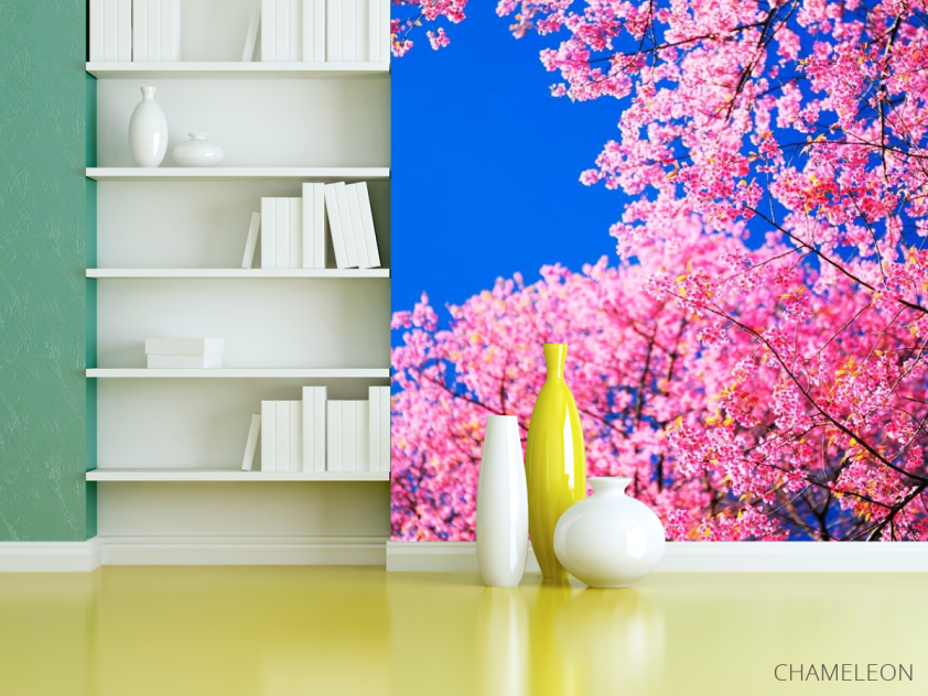 Фотошпалери Сакура цвіте - 3