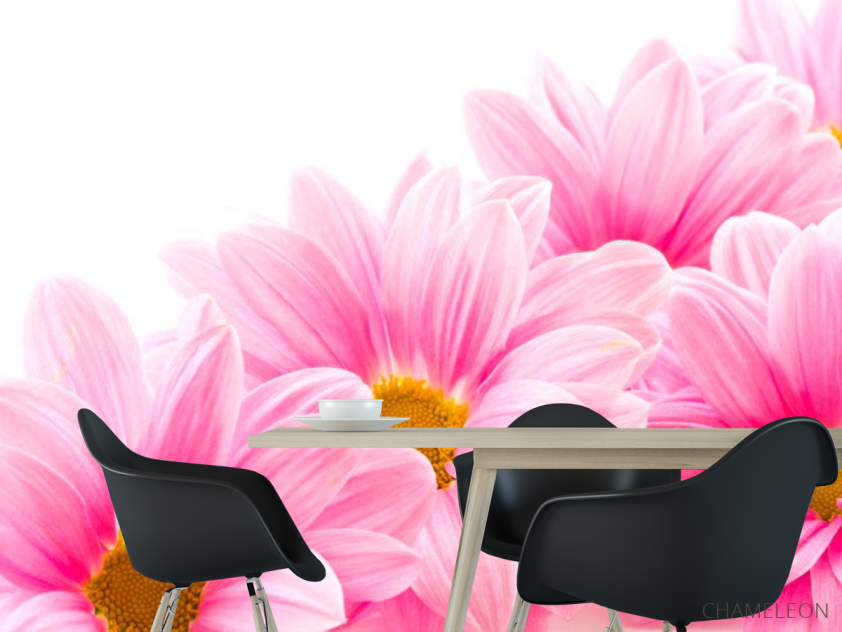 Фотошпалери Ромашки рожеві - 1