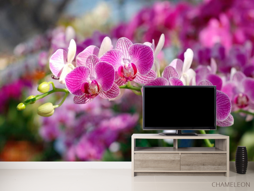 Фотообои Розовые орхидеи цветут - 2