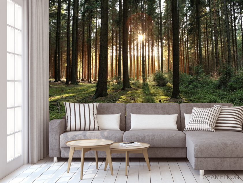 Фотообои солнце пробивается в лесу - 3