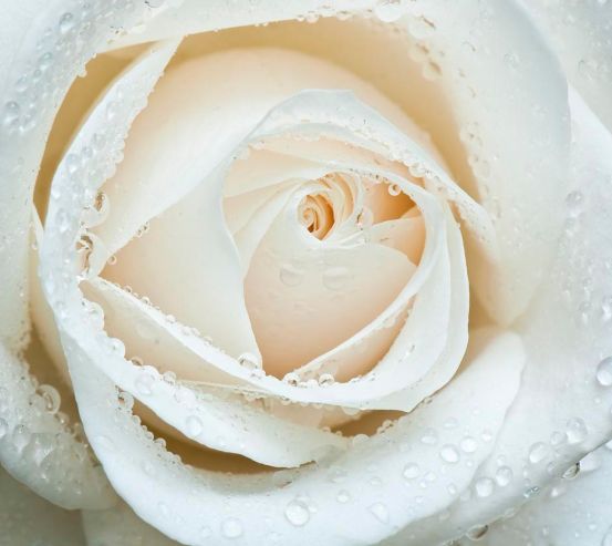 Фотообои Белая роза макро-съемка 10134