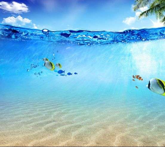 Фотообои подводный мир Фотообои подводный мир 26524