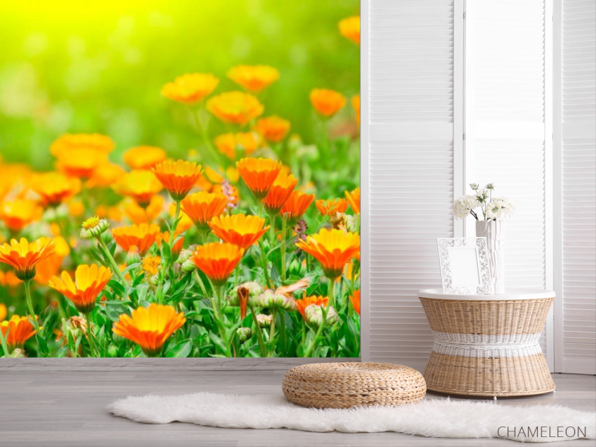 Фотошпалери Жовтогарячі чорнобривці - 2