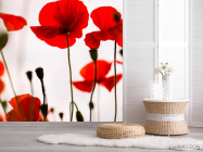 Фотошпалери Маки польові червоні - 2