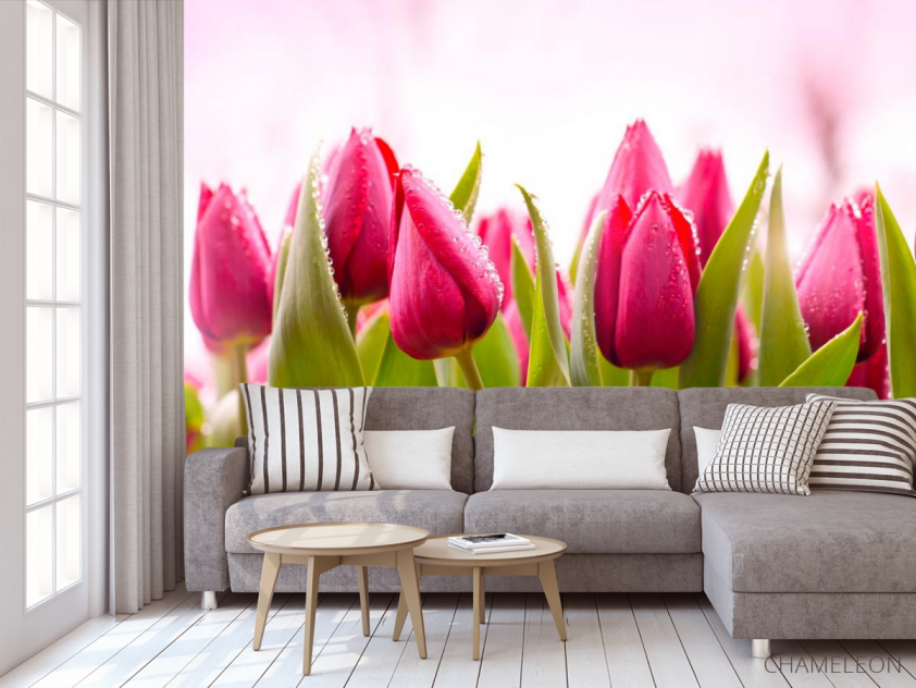 Фотообои Розово-малиновые тюльпаны - 3