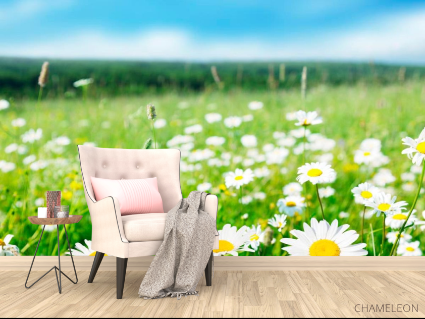 Фотообои Степные белоснежные ромашки - 4