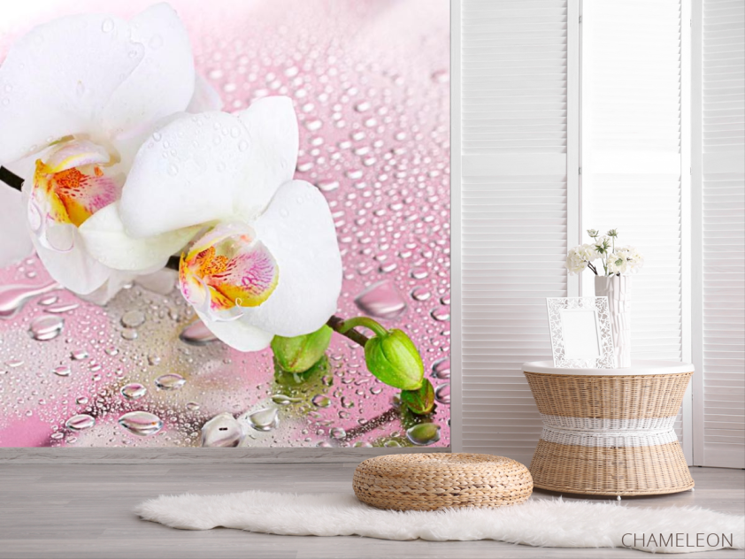 Фотошпалери Дві білі орхідеї - 2