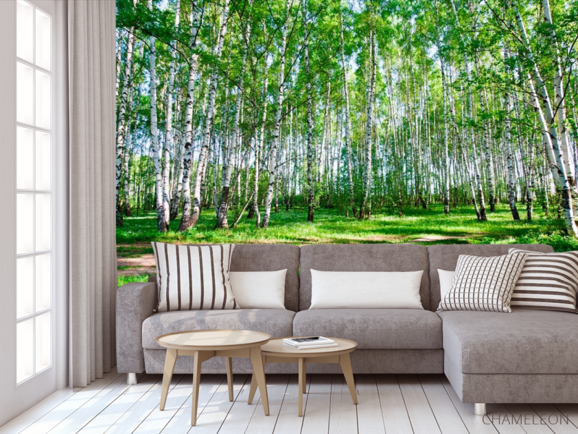 Фотообои Молодые березы, тропа - 3