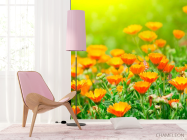 Фотошпалери Жовтогарячі чорнобривці - 4