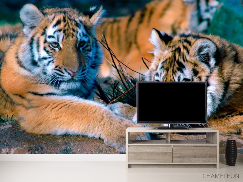 Фотообои Два тигра - 2