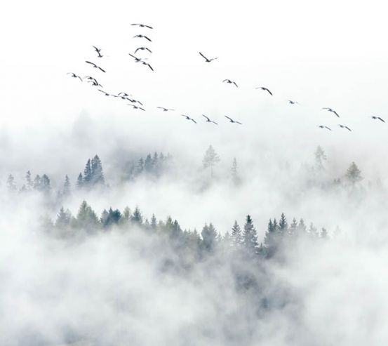Фотошпалери Гори в тумані 22422