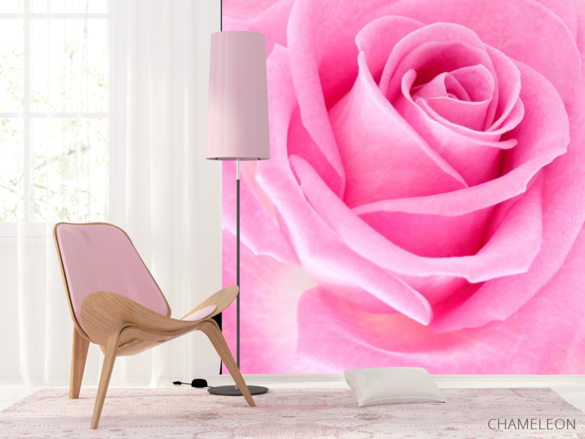 Фотошпалери Макро-зйомка рожевої троянди - 4