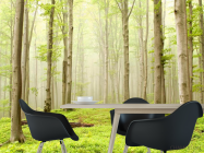 Фотошпалери Голі дерева - 1