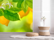 Фотошпалери Лимон - 2