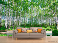 Фотообои Молодые березы, тропа - 1