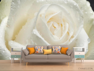 Фотообои Роза белая крупным планом - 1