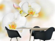 Фотошпалери Орхідеї білі з жовтим - 1