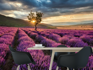 Фотошпалери лавандове поле - 1