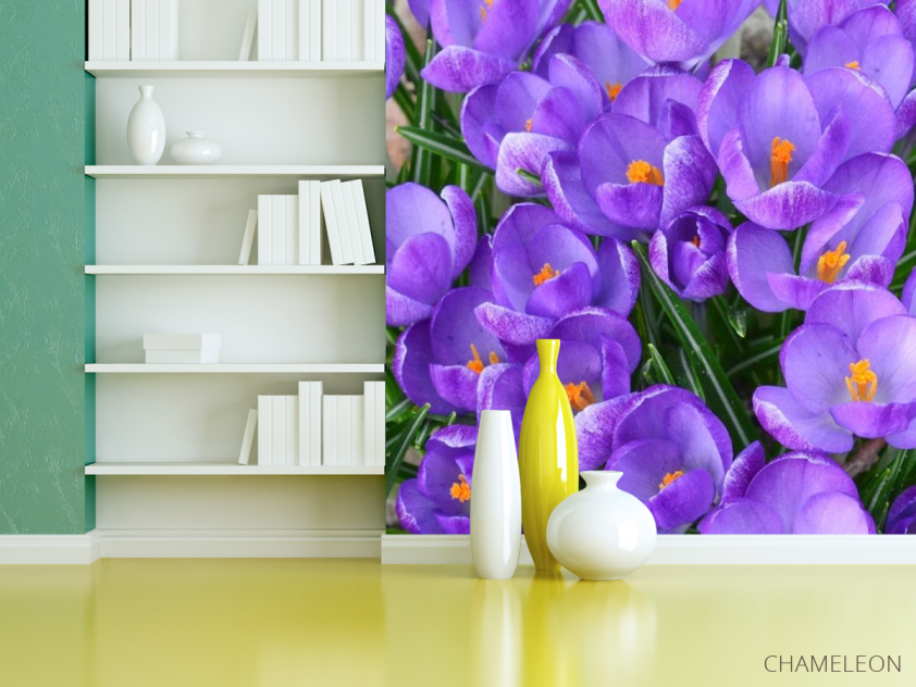 Фотошпалери Шафран весняний - 3