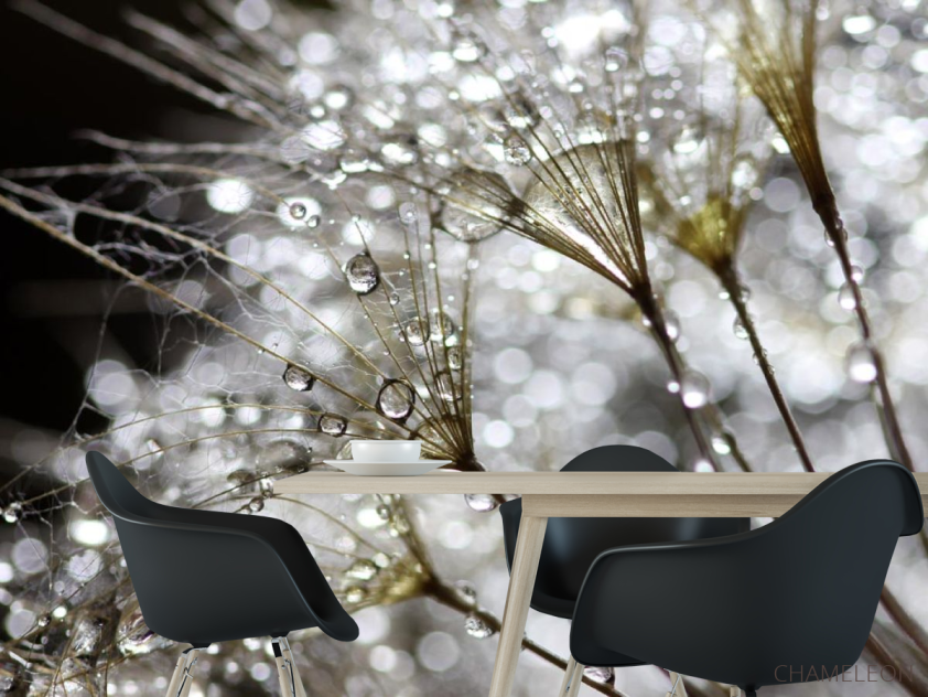 Фотошпалери білий кульбаба з росою - 1