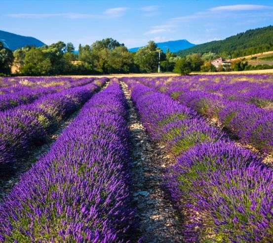 Фотообои поле цветов Фотообои поле цветов 20700