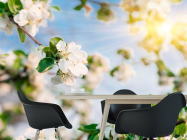 Фотошпалери Квіти під сонцем - 1