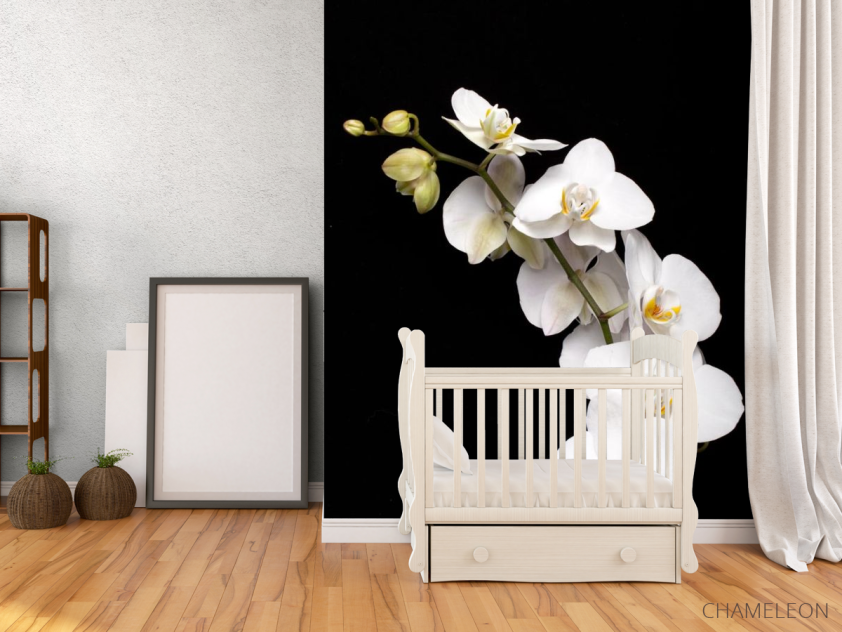 Фотообои веточка белой орхидеи на черном фоне - 2