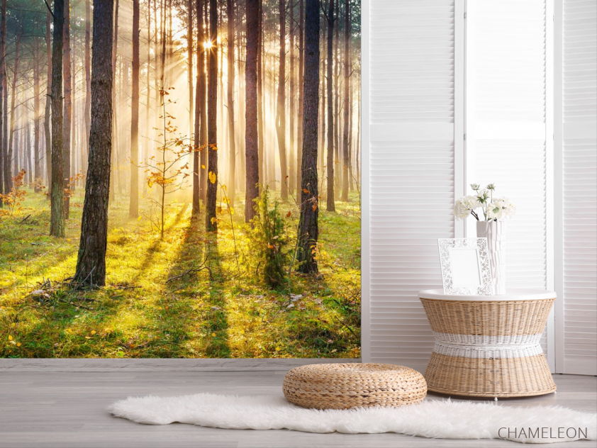 Фотошпалери Захід сонця в лісі - 2