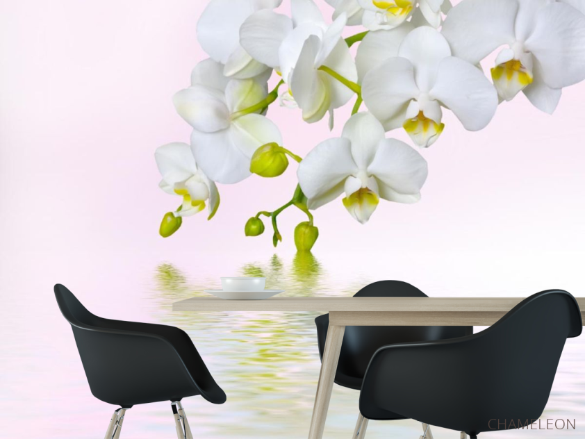 Фотообои белая орхидея над водой - 1