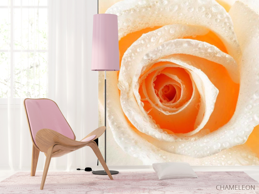 Фотошпалери Кремова троянда макро-зйомка - 4