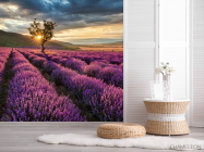 Фотошпалери лавандове поле - 2