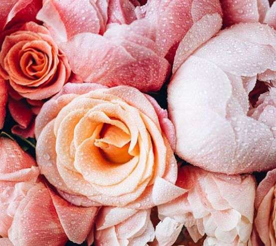 Фотообои Цветы и роса 32410