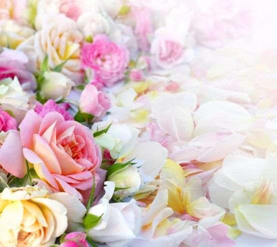 Фотообои нежные розы Фотообои нежные розы 20696