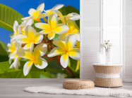 Фотошпалери Жовто-білі квіточки - 2