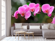 Фотообои Орхидеи нежно-розовые - 3