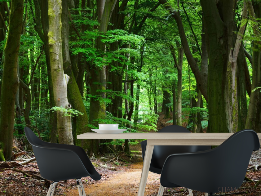 Фотообои дорога в темном лесу - 1