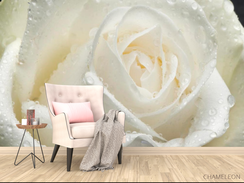 Фотообои Роза белая крупным планом - 4