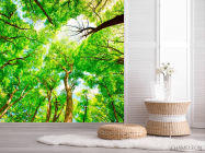 Фотошпалери Тонкі дерева - 2