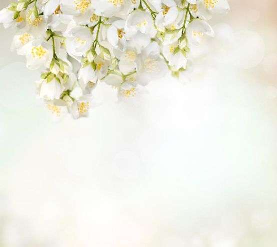 Фотообои Цветы 19409