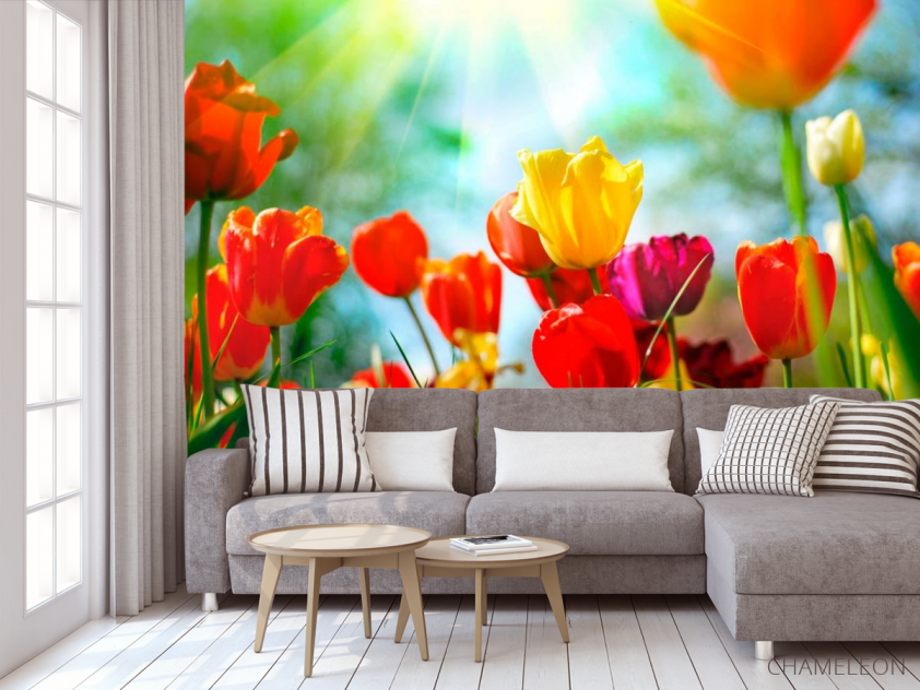 Фотообои Тюльпаны разноцветные - 3