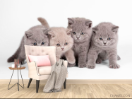 Фотообои Котята - 4