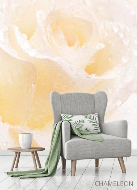 Фотообои Распустившаяся роза белоснежная - 3