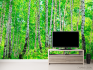 Фотообои Тень, березы - 2